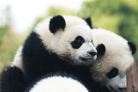 11 Ways To Get Stubborn Pandas To Mate Photos Huffpost