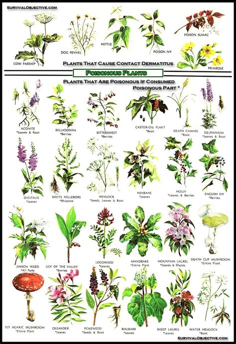 Poisonous Plants Remember If Theyre Poisonous To People Theyre Most