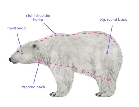 External Description The Polar Bear Andy Carranza