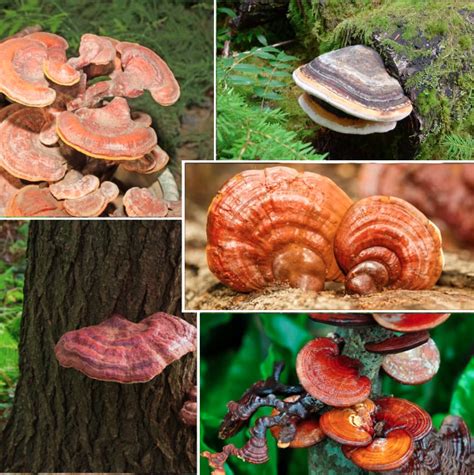 Edible Mushrooms In Ohio Complete Foragers Guide