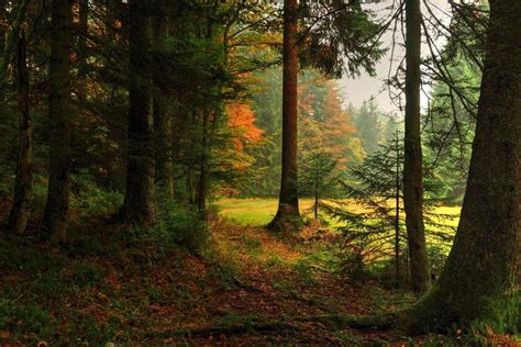 Autumn Forest Backgrounds By Burtn On Deviantart In 2022 Forest