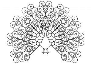 Exotic peacock coloring pages to print. Peacocks - Coloring Pages for Adults