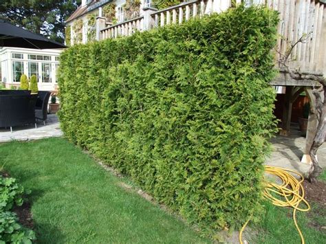 Image Result For Evergreen Medium Height Plants Fast Growing Shrubs