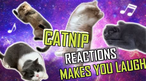 Super Funny Catnip Reaction Compilation 2019 When Cats Get High Youtube