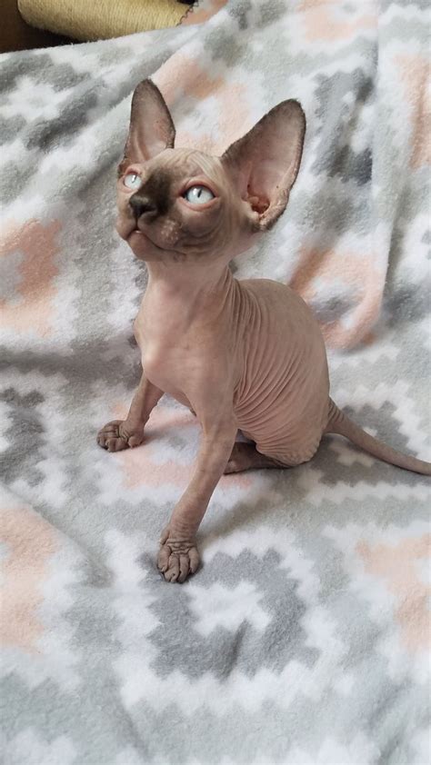 nnnnnnnn.jpg | Hairless kitten, Baby hairless cat, Cute hairless cat