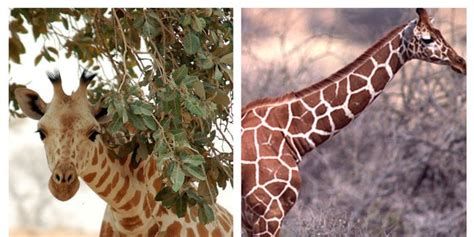 stop the silent extinction of kordofan and reticulated giraffes types of crimes species
