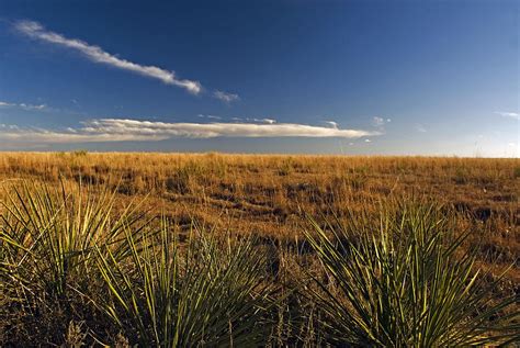 Yucca Plants On Texas High Plains Photograph By James Steinberg Pixels