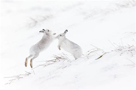 Photographing Mountain Hares In The Snow Photographytips
