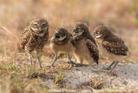 Hilarious Finalists Of The 2017 Comedy Wildlife Photography Awards
