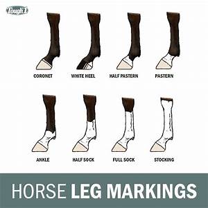 Horse Leg Markings Horses Horse Care Legs