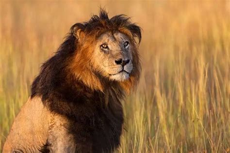 Why Do Some Lions Have Black Manes • Support Wild