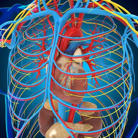 Anatomia Del Sistema Circolatorio Umano Con Cuore Per Concetto Medico