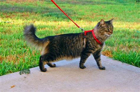 Pandora Syndrome In Cats Indoor Cat Behavior