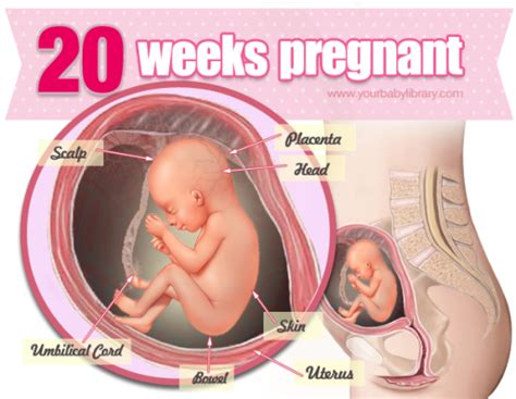 6 12 Weeks Pregnant 6 Weeks Pregnant Symptoms Belly More Babycenter