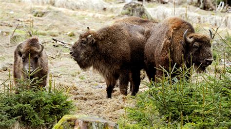 Wild Bison Killed After Wandering Across Border Into Germany The New
