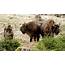 Wild Bison Killed After Wandering Across Border Into Germany  The New