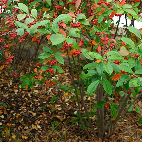 There are 839 flower bush white for sale on etsy, and they cost £11.85 on average. 'Brilliantissima' red chokeberry - FineGardening