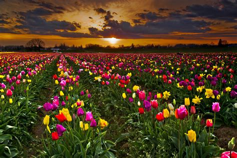 Sky Clouds Sunset The Field Plantation Flower Tulips Hd