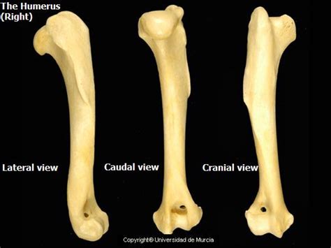 Canine Addendum Bone Bone Anatomy