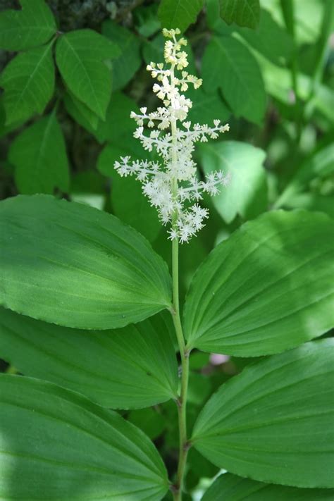 Each stem (to 18 long) rises singly from the rhizome. Isabella Conservation District Environmental Education ...
