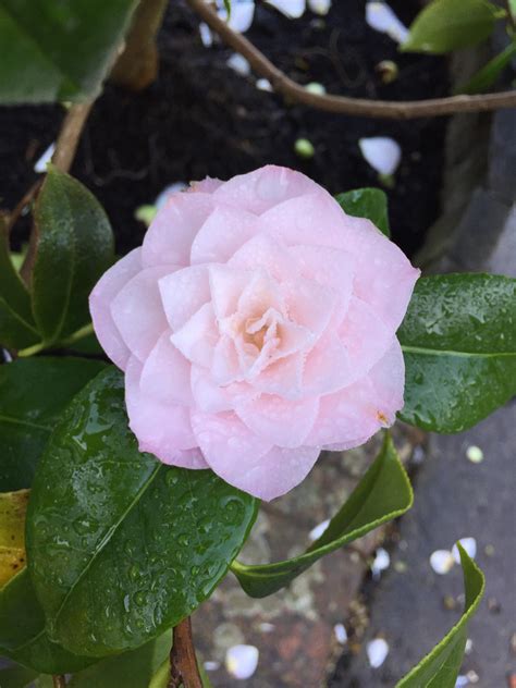 This Almost Perfect Camellia Flower In My Garden Rpics