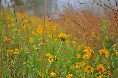South Georgia Wildflowers And Native Plants Vanishing South Georgia