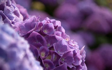 Hydrangea Full Hd Wallpaper And Background Image 2560x1600 Id447269