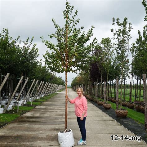 Prunus Maackii Buy Manchurian Cherry Tree Flowering