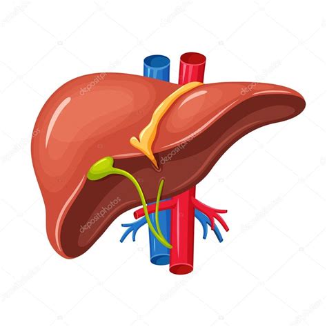 Anatomía Del Hígado Humano 2022