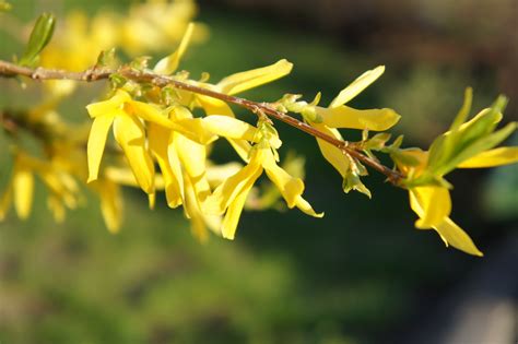 Free Images Tree Nature Branch Blossom Sunlight Leaf Flower