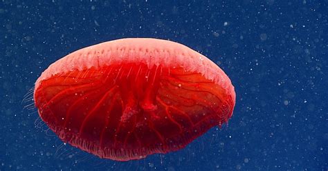 Stunning New Species Red Jellyfish Photographed In The Deep Sea