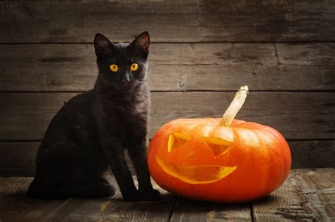 Черная Кошка Хэллоуин Картинки Telegraph