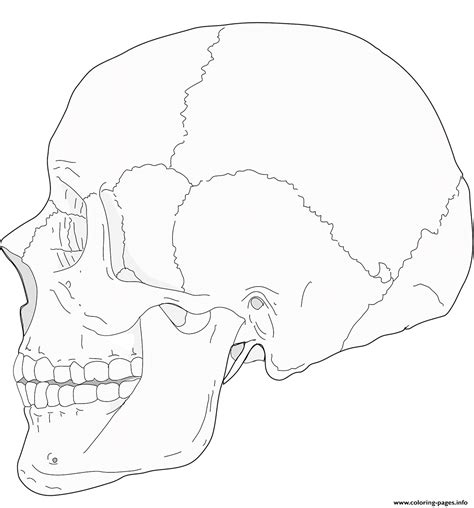 human skull side view coloring pages printable