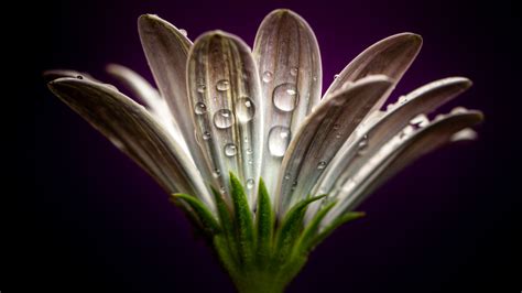 Gerbera Flower With Water Drops Hd Flowers Wallpapers Hd Wallpapers