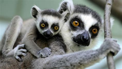 It has been estimated that more than half of. Endangered Animals in the Rainforest | Top 6 Endangered ...