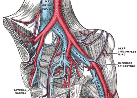 Pelvic Veins Anatomy Human Anatomy