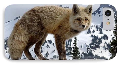 Cascade Red Fox 1 Photograph By Peter Mooyman