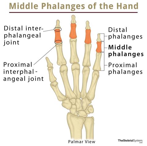 Middle Phalanx Definition Location Anatomy Diagram