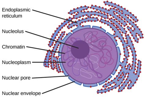 The Nucleus And Ribosomes Boundless Anatomy And Physiology