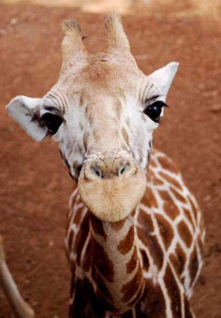 Muthu Cute Baby Giraffes