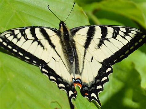 Canadian Tiger Swallowtail Papilio Canadensis Bugguide Net