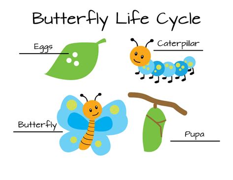 Mrs Alvarados First Grade Work Life Cycle Of A Butterfly