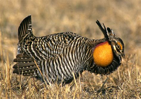 Where The Wild Things Are Greater Prairie Chickens Iowa Natural