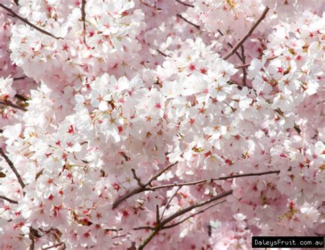 Cherry Flowering Mt Fuji Tree Prunus Shirotae Cherry Flower