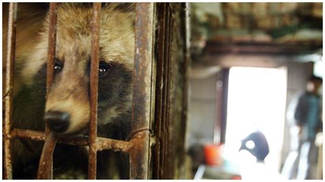 New Study Cites Wuhan Raccoon Dogs As Possible Origin Of Covid 19