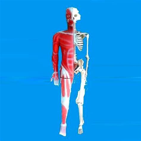 Muscular Skeleton Half Dissected Models Size 5 Ftheight Rs 6000