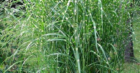 Zebra rush growing, planting, benefits, facts & care (scirpus zebrinus). Zebra Ornamental Grass Care - Tips For Growing Zebra Grass ...