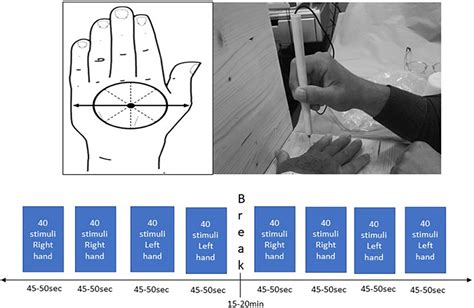 frontiers reliability of upper limb pin prick stimulation with electroencephalography evoked