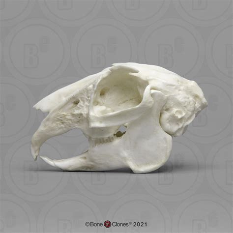White Tailed Jackrabbit Skull Bone Clones Inc Osteological Reproductions