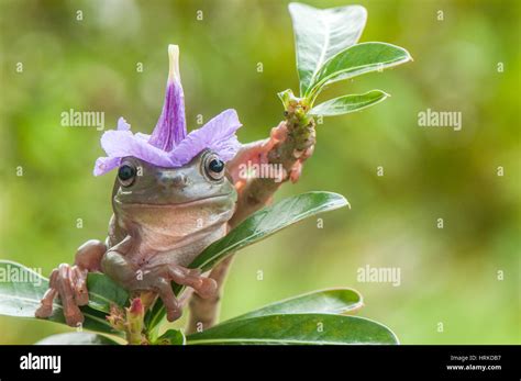 Dumpy Frog Hi Res Stock Photography And Images Alamy